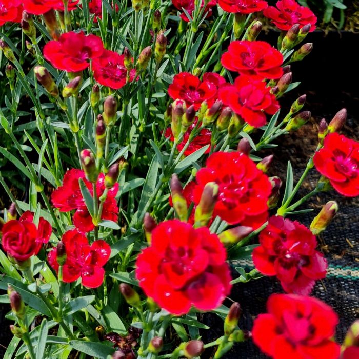 Zwerg\u002DNelke\u0020\u0028Dianthus\u0020cultivar\u0029\u0020Merci\u0020Fleuri