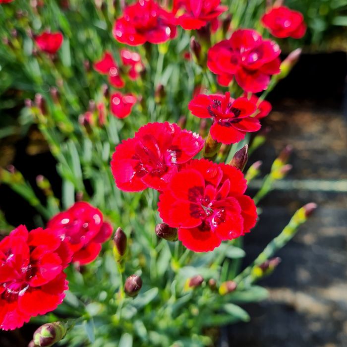 Zwerg\u002DNelke\u0020\u0028Dianthus\u0020cultivar\u0029\u0020Merci\u0020Fleuri