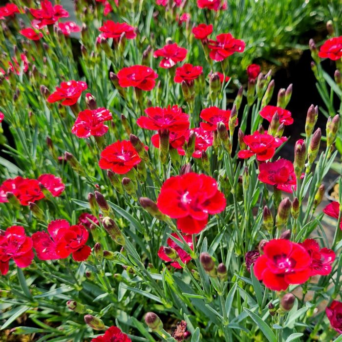 Zwerg\u002DNelke\u0020\u0028Dianthus\u0020cultivar\u0029\u0020Merci\u0020Fleuri