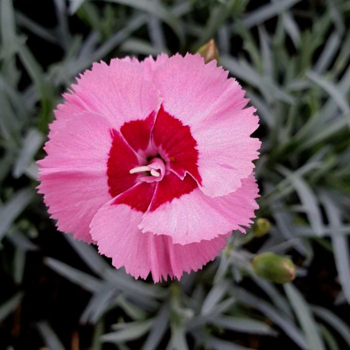 Duftende\u0020Federnelke\u0020\u0028Dianthus\u0020plumarius\u0029\u0020Angel\u0020of\u0020Hope