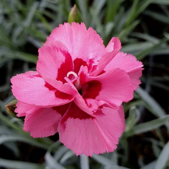 Duftende\u0020Federnelke\u0020\u0028Dianthus\u0020plumarius\u0029\u0020Angel\u0020of\u0020Hope