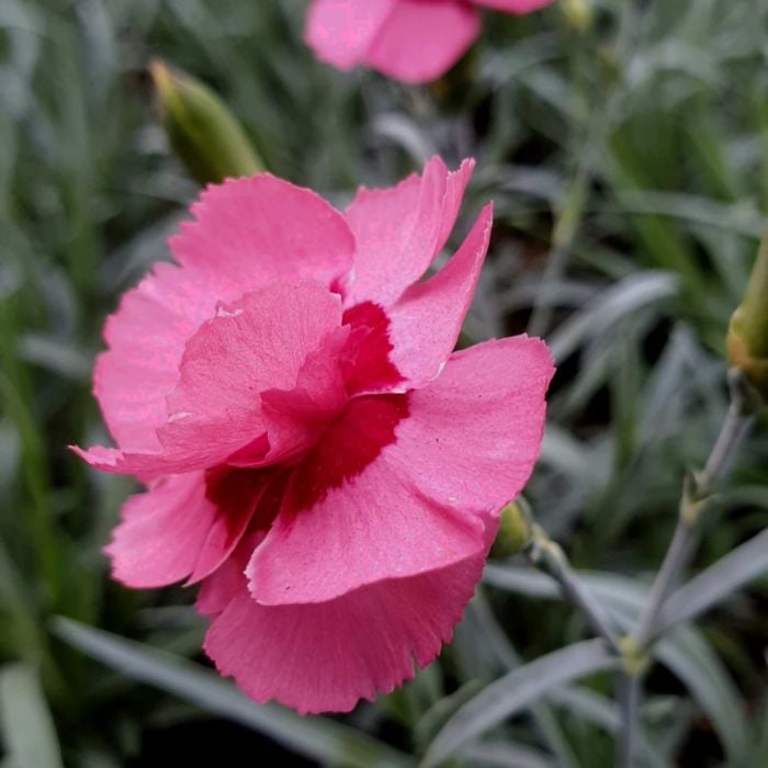 Duftende\u0020Federnelke\u0020\u0028Dianthus\u0020plumarius\u0029\u0020Angel\u0020of\u0020Hope