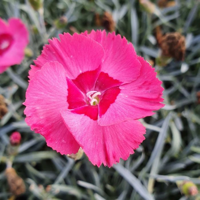 Duftende\u0020Federnelke\u0020\u0028Dianthus\u0020plumarius\u0029\u0020Angel\u0020of\u0020Hope