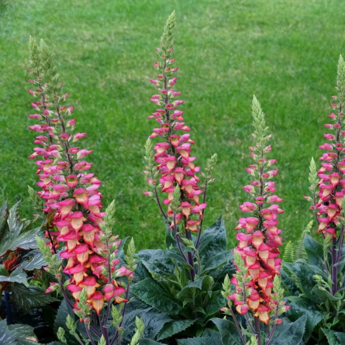 Fingerhut\u0020\u0028Digitalis\u0020purpurea\u0020x\u0020isoplexis\u0020canariensis\u0029\u0020ILLUMINATION\u0020Flame