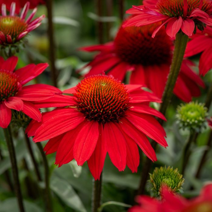 Sonnenhut\u0020\u0028Echinacea\u0029\u0020SUNMAGIC\u0020Fantastic\u0020Scarlet