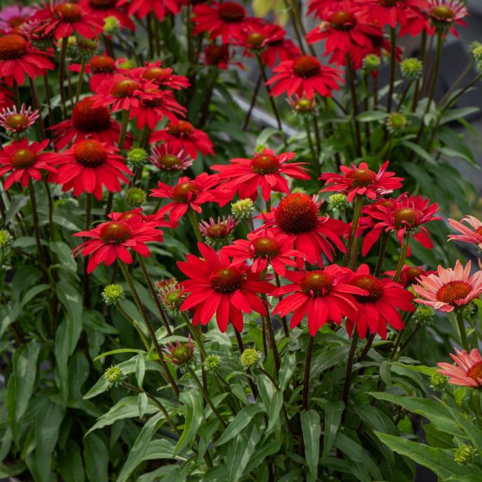 Sonnenhut\u0020\u0028Echinacea\u0029\u0020SUNMAGIC\u0020Fantastic\u0020Scarlet