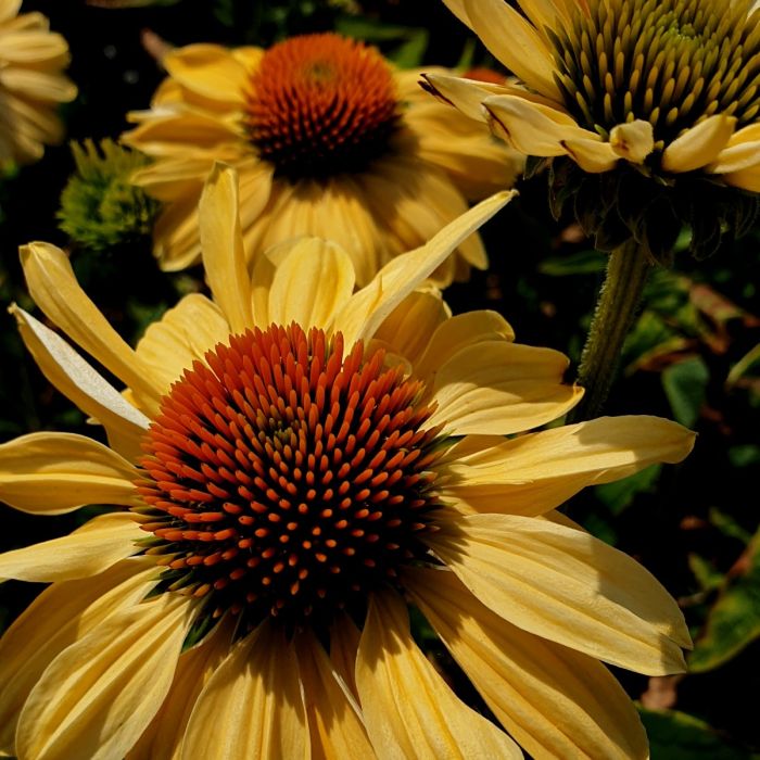 Sonnenhut\u0020\u0028Echinacea\u0020purpurea\u0029\u0020Aloha