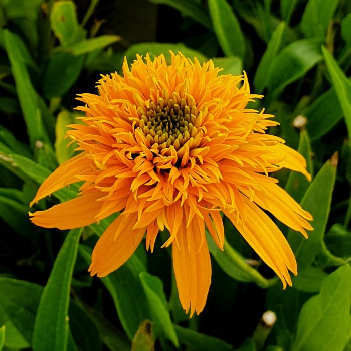 Sonnenhut\u0020\u0028Echinacea\u0020purpurea\u0029\u0020SECRET\u0020GLOW