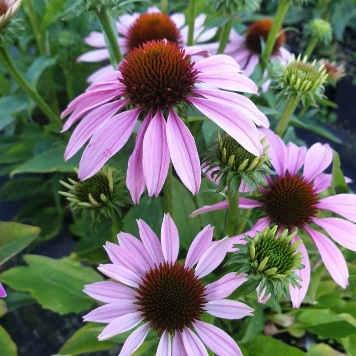 Sonnenhut\u0020\u0028Echinacea\u0029\u0020Conetto\u0020Melon