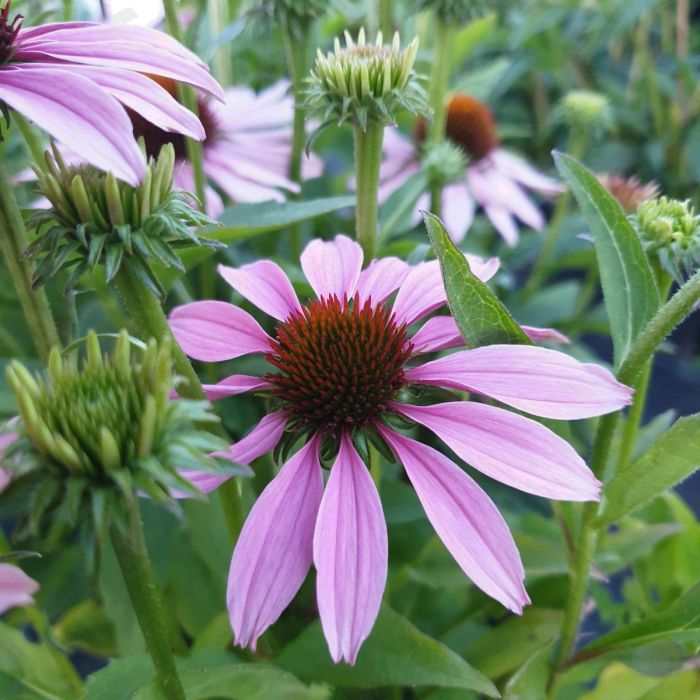 Sonnenhut\u0020\u0028Echinacea\u0029\u0020Conetto\u0020Melon