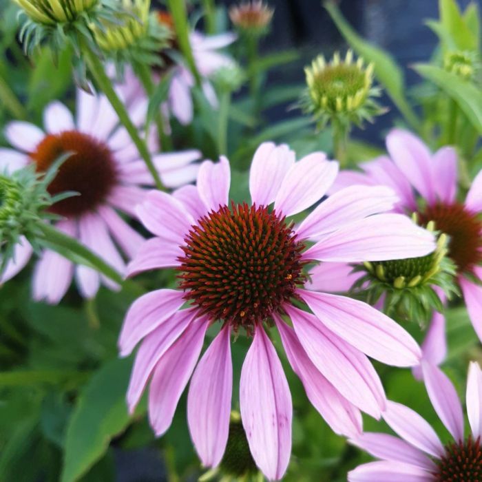 Sonnenhut\u0020\u0028Echinacea\u0029\u0020Conetto\u0020Melon