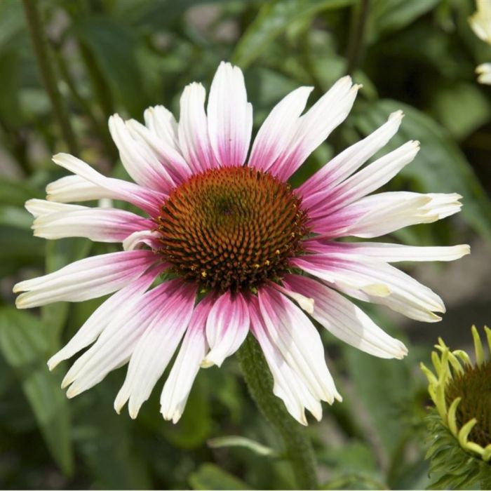 Sonnenhut\u0020\u0028Echinacea\u0029\u0020Funky\u0020White