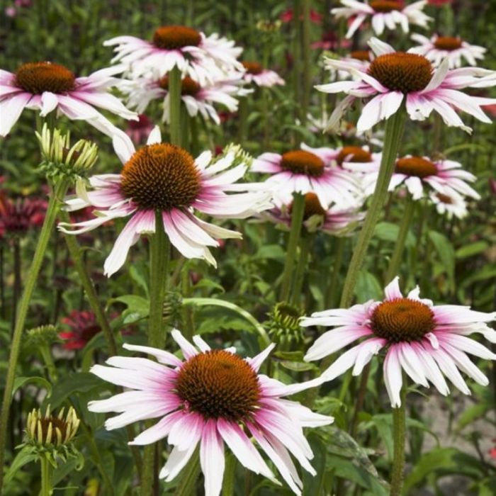 Sonnenhut\u0020\u0028Echinacea\u0029\u0020Funky\u0020White