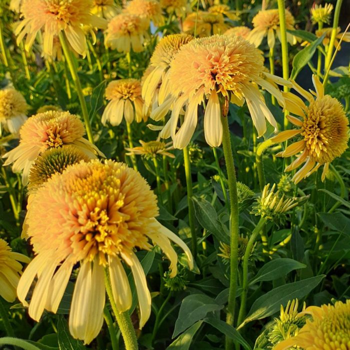 Sonnenhut\u0020\u0028Echinacea\u0029\u0020Lemon\u0020Drop