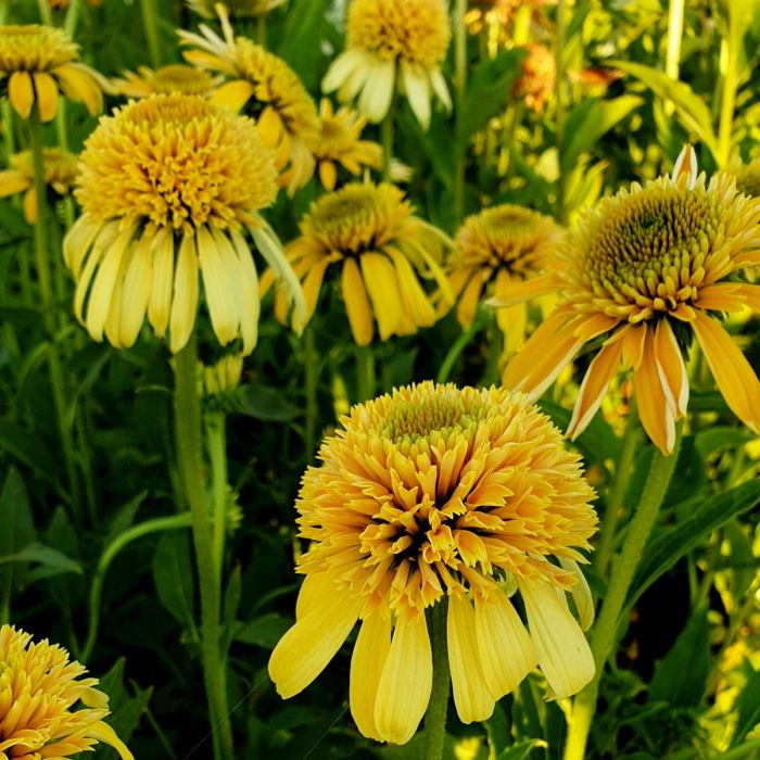 Sonnenhut\u0020\u0028Echinacea\u0029\u0020Lemon\u0020Drop