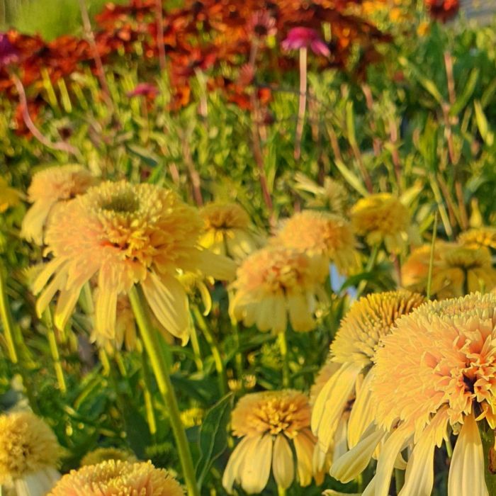 Sonnenhut\u0020\u0028Echinacea\u0029\u0020Lemon\u0020Drop