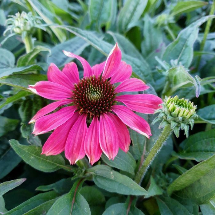 Sonnenhut\u0020\u0028Echinacea\u0029\u0020Magenta\u0020Pearl