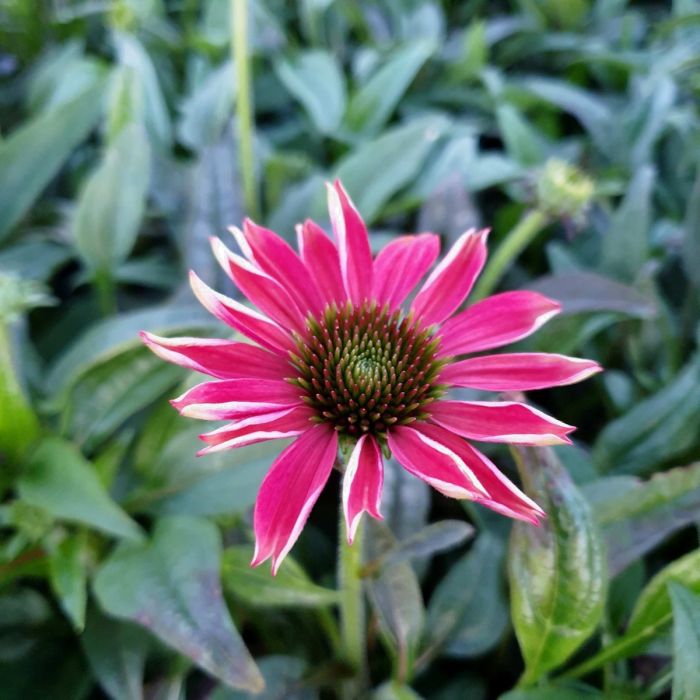 Sonnenhut\u0020\u0028Echinacea\u0029\u0020Magenta\u0020Pearl