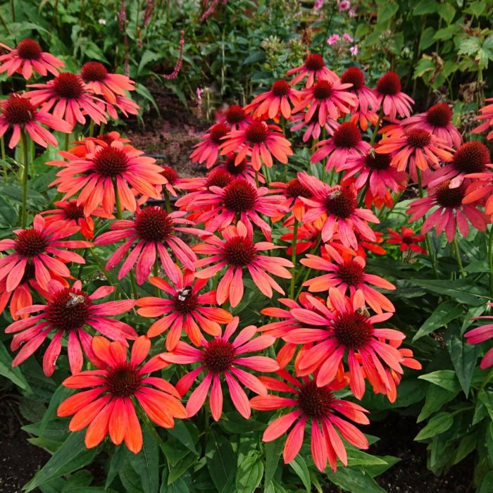 Sonnenhut\u0020\u0028Echinacea\u0029\u0020Red\u0020Pearl