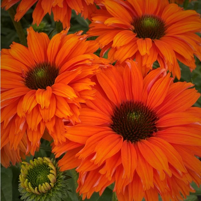 Sonnenhut\u0020\u0028Echinacea\u0029\u0020SUNSEEKER\u0020Mineola