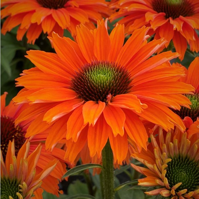 Sonnenhut\u0020\u0028Echinacea\u0029\u0020SUNSEEKER\u0020Mineola
