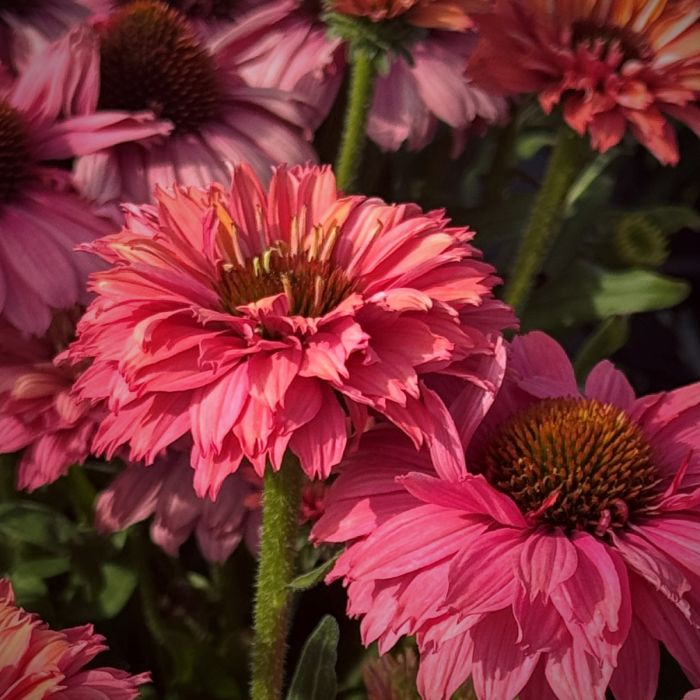 Sonnenhut\u0020\u0028Echinacea\u0029\u0020SUNSEEKER\u0020Pink\u0020Grapefruit