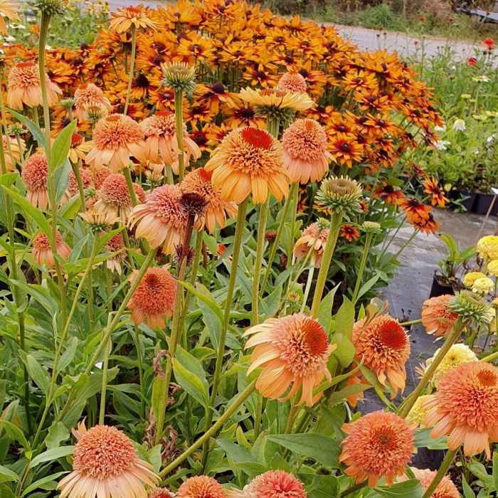 Sonnenhut\u0020\u0028Echinacea\u0029\u0020Supreme\u2122\u0020Cantaloupe