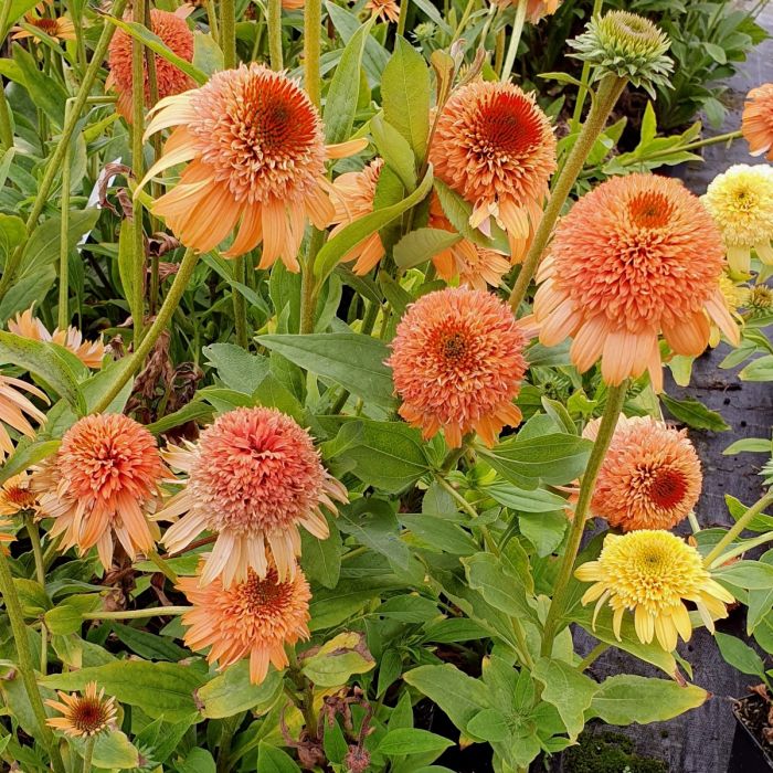 Sonnenhut\u0020\u0028Echinacea\u0029\u0020Supreme\u2122\u0020Cantaloupe