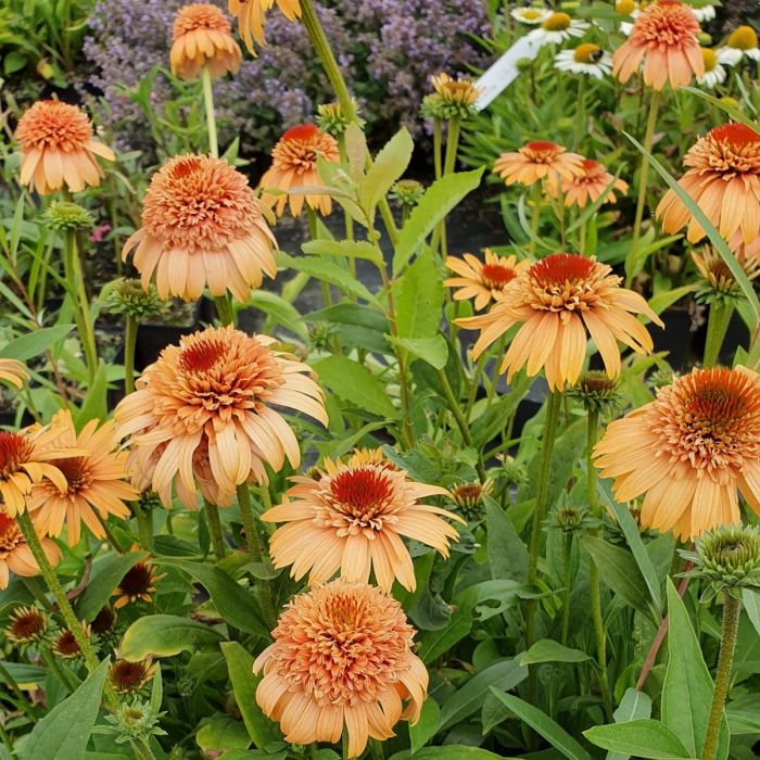 Sonnenhut\u0020\u0028Echinacea\u0029\u0020Supreme\u2122\u0020Cantaloupe