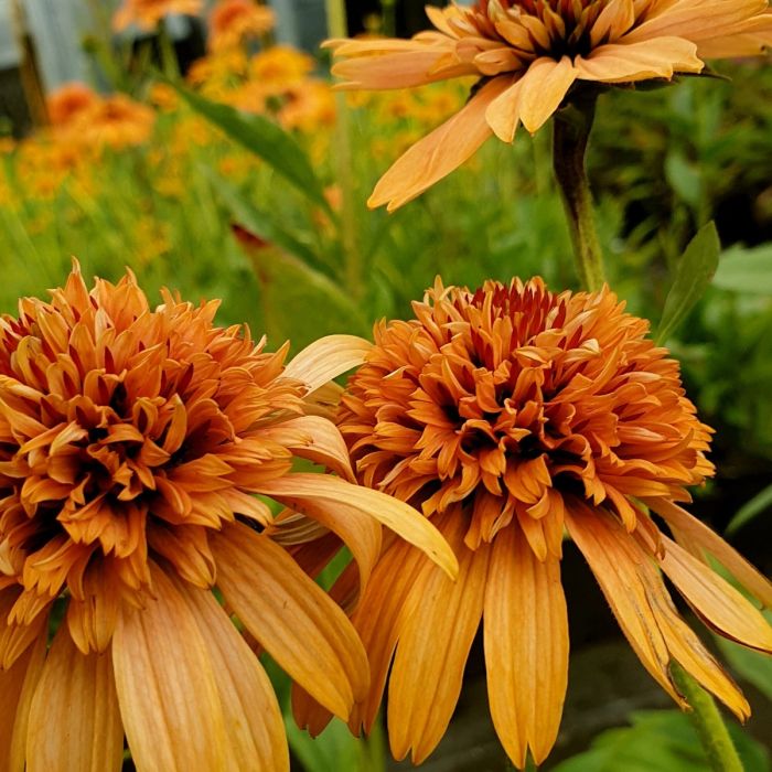 Sonnenhut\u0020\u0028Echinacea\u0029\u0020Supreme\u2122\u0020Cantaloupe