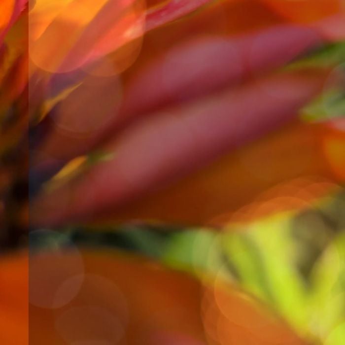 Sonnenhut\u0020\u0028Echinacea\u0029\u0020Prima\u0020Saffron