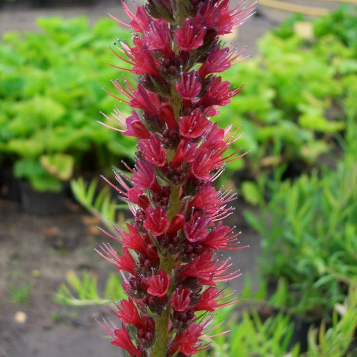 Roter\u0020Natternkopf\u0020\u0028Echium\u0020amoenum\u0029\u0020Red\u0020Feathers