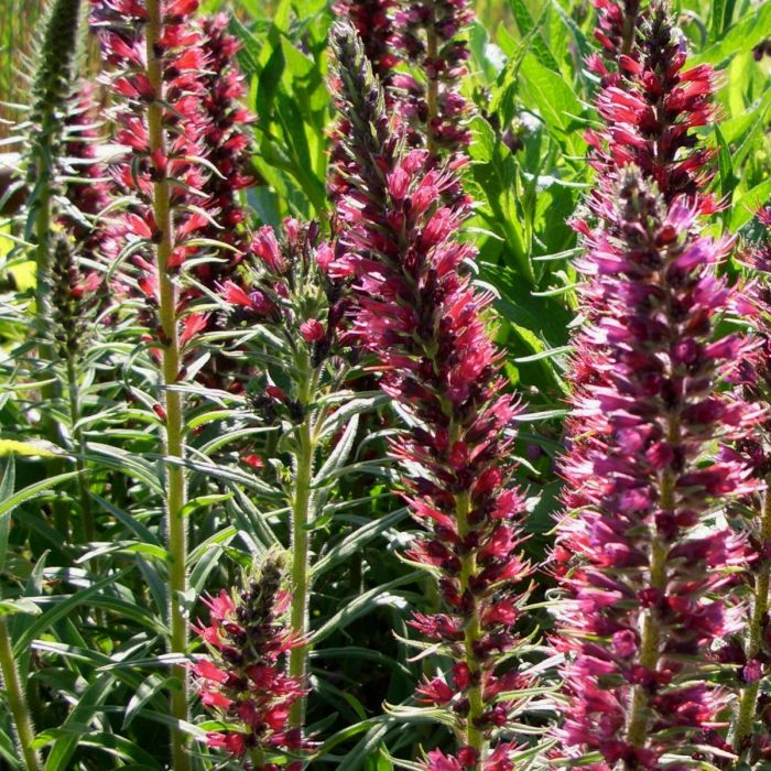 Roter\u0020Natternkopf\u0020\u0028Echium\u0020amoenum\u0029\u0020Red\u0020Feathers