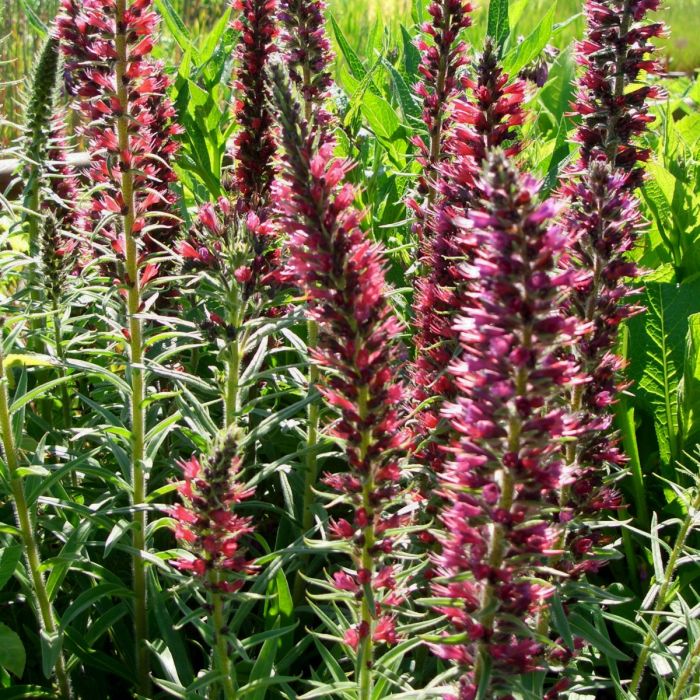 Roter\u0020Natternkopf\u0020\u0028Echium\u0020amoenum\u0029\u0020Red\u0020Feathers