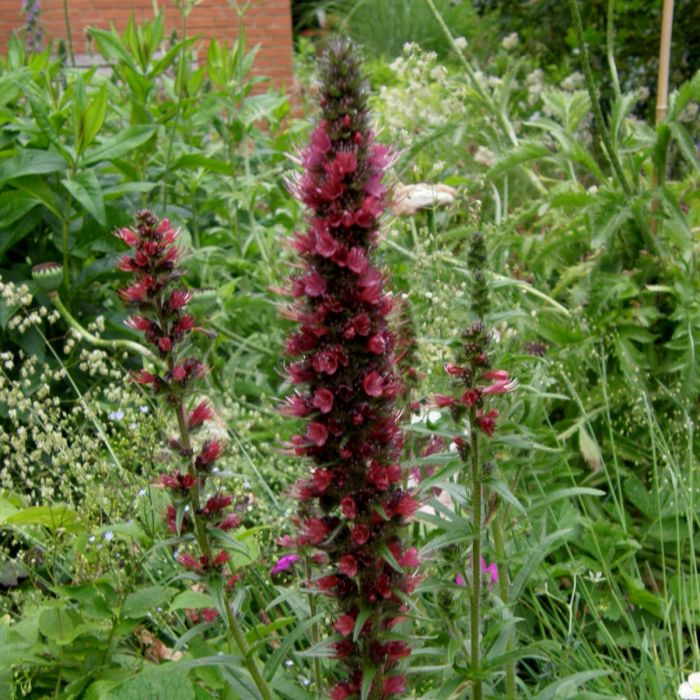 Roter\u0020Natternkopf\u0020\u0028Echium\u0020amoenum\u0029\u0020Red\u0020Feathers