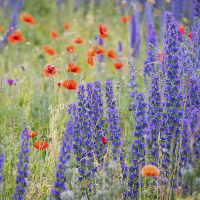 Gewöhnlicher Natternkopf (Echium vulgare)
