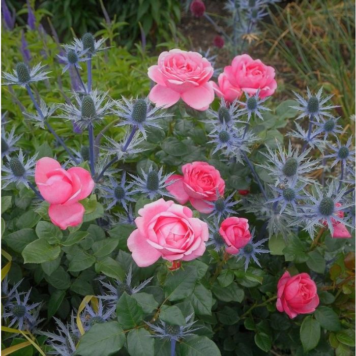 Edelrose (Züchterrose) Desirée