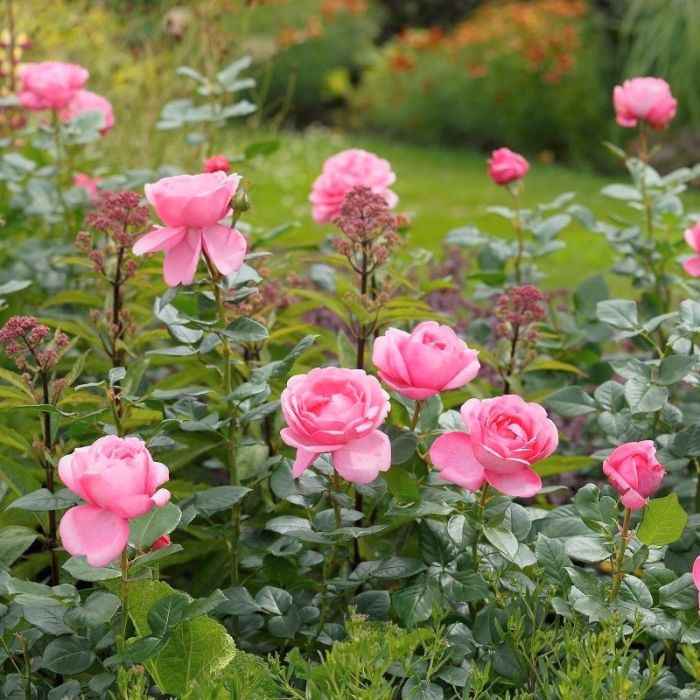 Edelrose (Züchterrose) Desirée