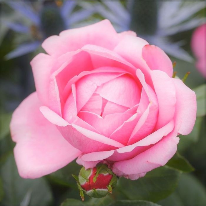 Edelrose (Züchterrose) Desirée