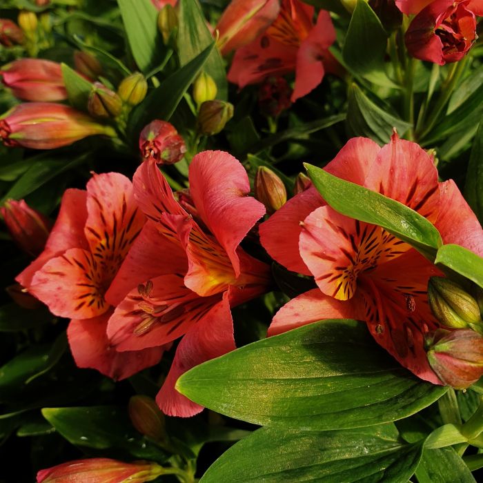 Inkalilie\u0020\u0028Alstroemeria\u0020hybrid\u0029\u0020Colorita\u00AE\u0020Eliane