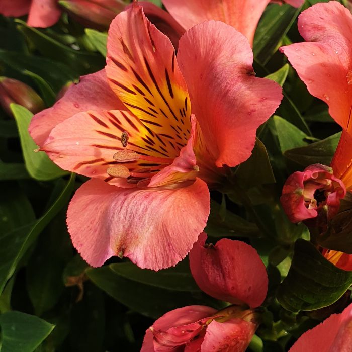 Inkalilie\u0020\u0028Alstroemeria\u0020hybrid\u0029\u0020Colorita\u00AE\u0020Eliane