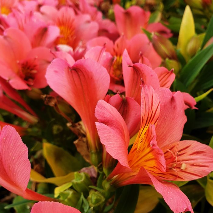 Inkalilie\u0020\u0028Alstroemeria\u0020hybrid\u0029\u0020Colorita\u00AE\u0020Eliane