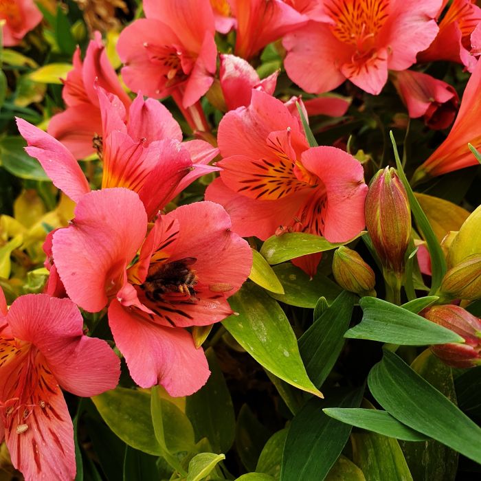 Inkalilie\u0020\u0028Alstroemeria\u0020hybrid\u0029\u0020Colorita\u00AE\u0020Eliane