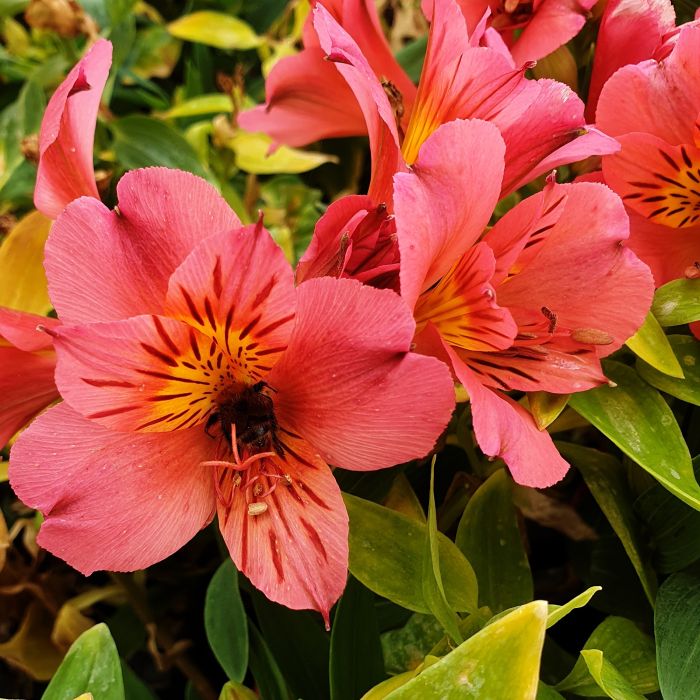 Inkalilie\u0020\u0028Alstroemeria\u0020hybrid\u0029\u0020Colorita\u00AE\u0020Eliane