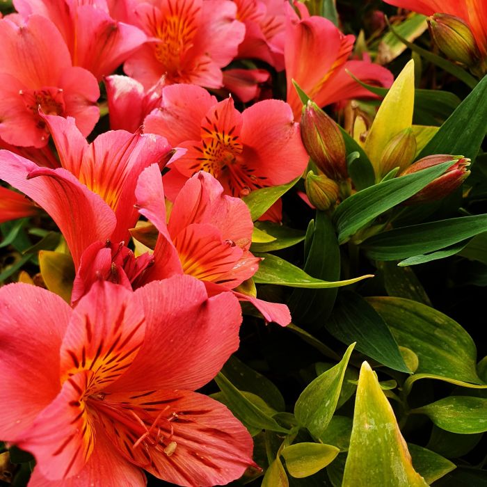 Inkalilie\u0020\u0028Alstroemeria\u0020hybrid\u0029\u0020Colorita\u00AE\u0020Eliane