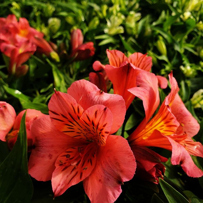 Inkalilie\u0020\u0028Alstroemeria\u0020hybrid\u0029\u0020Colorita\u00AE\u0020Eliane