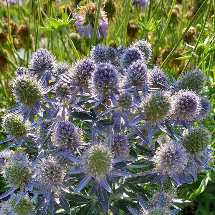 Edeldistel\u0020\u0028Eryngium\u0020planum\u0029\u0020Blue\u0020Hobbit