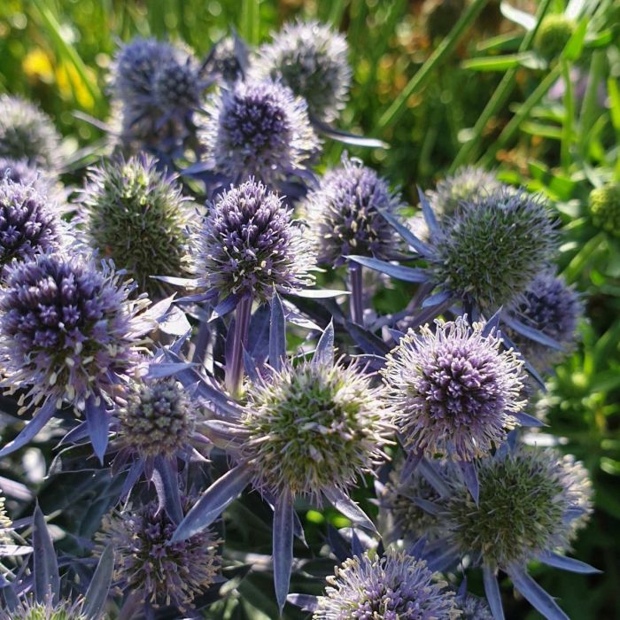 Edeldistel\u0020\u0028Eryngium\u0020planum\u0029\u0020Blue\u0020Hobbit