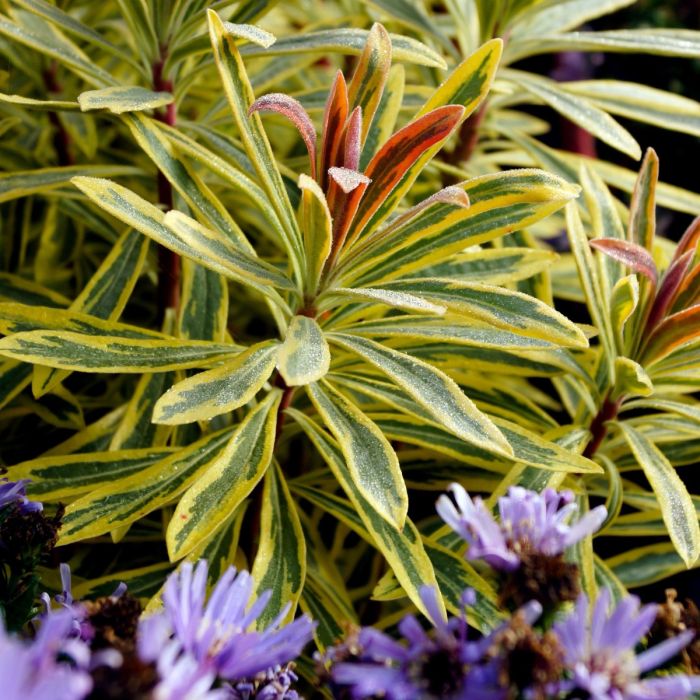 Busch-Wolfsmilch (Euphorbia amygdaloides) Ascot Rainbow