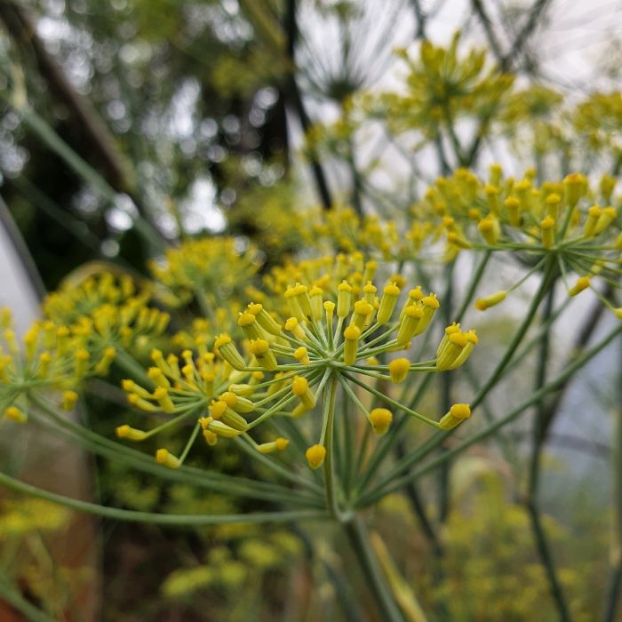 Fenchel\u0020\u0028Foeniculum\u0020vulgare\u0029\u0020